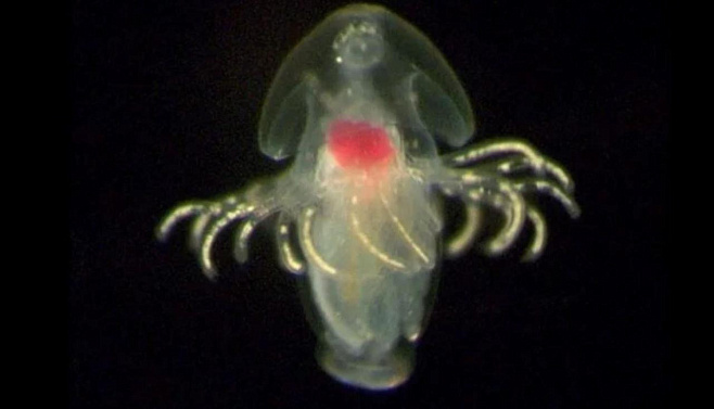 Биологи пытаются разобраться в морских личинках