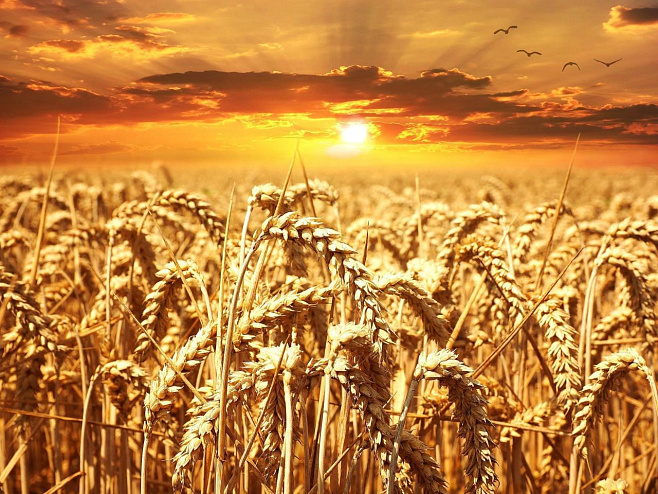 Биотехнологи СФУ работают над улучшением средства защиты урожая зерновых