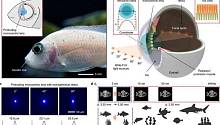 Ученые создали камеру по образцу зрительного аппарата рыб