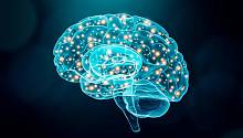 Мозг человека уменьшается в размерах