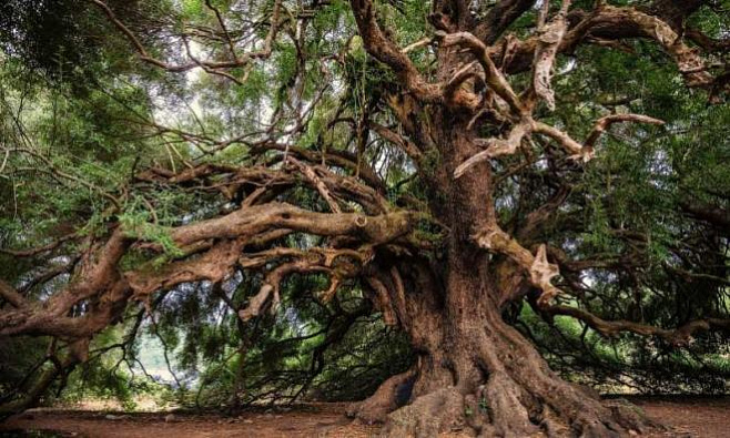 Ученые отрицают «бессмертие» деревьев-долгожителей