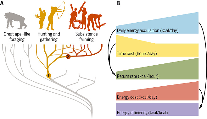 Ученые узнали, от чего зависел энергетический бюджет древних людей