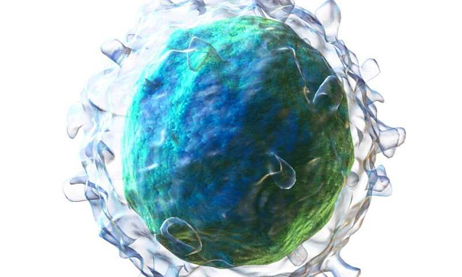 При борьбе с хроническими вирусами B-клетки нуждаются в иммунной «помощи» 