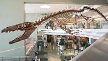 «Челюсти Смерти»: палеонтологи дали новое имя доисторическому морскому ящеру