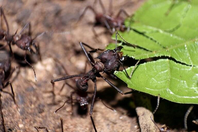 Во время строительства своих домов муравьи действуют в одиночку
