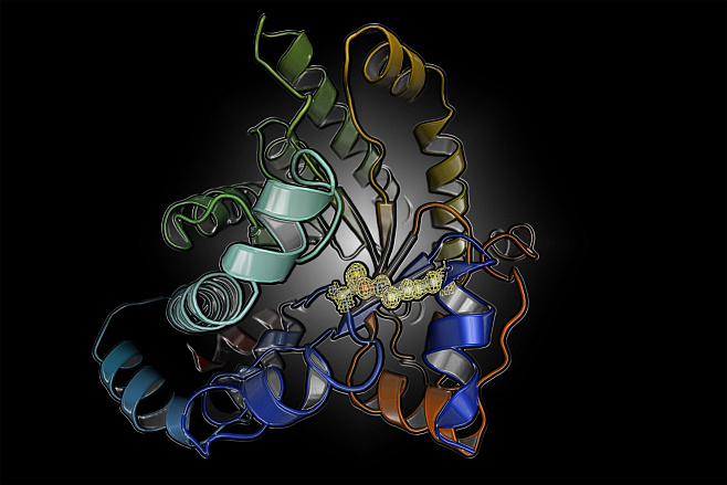 Обнаружен ранее неизученный механизм регуляции белков