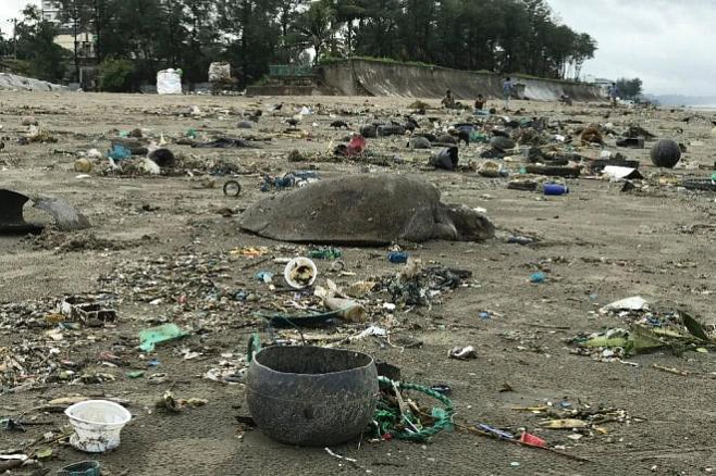 Десятки черепах застряли в ловушке из пластикового мусора, выброшенного на пляж в Бангладеш 