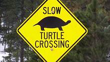 Осторожно черепаха!
