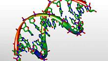 Новый софт поможет выявлять повторяющиеся последовательности ДНК
