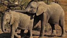 В Африке погибли сотни слонов, но причина смерти неизвестна