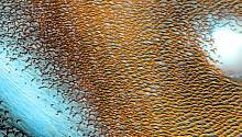 NASA поделилось фотографией песчаных дюн на Марсе