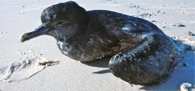 Пемза помогла раскрыть тайну массовой гибели морских птиц