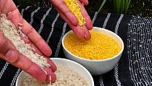 Технология CRISPR сделала золотой рис еще более золотым