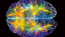 Вселенная мозга: как мы устроены? «ММ» на выставке о самом главном