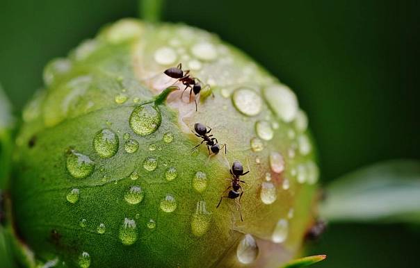 Разделение труда у муравьев может отражать политическую поляризацию у людей