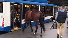 Лошадь попыталась проехать на троллейбусе