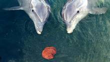 Дельфины «говорят» друг с другом, чтобы синхронизировать действия      