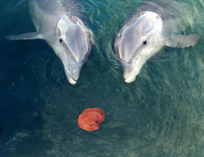 Дельфины «говорят» друг с другом, чтобы синхронизировать действия      