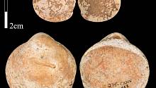 Древние люди намеренно собирали раковины с отверстиями, делая из них бусы 