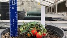 В США разработали помидоры для выращивания на МКС