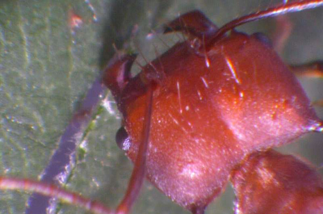 Цинк делает зубы муравьёв острыми и крепкими