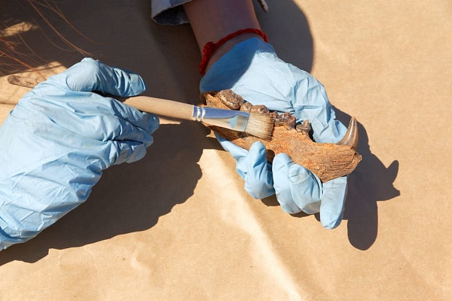 В Аргентине найдены останки доисторической кровососущей летучей мыши