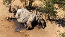 Загадочной смерти сотен слонов в Ботсване, кажется, нашли объяснение 