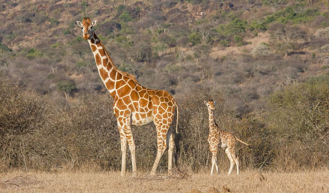 Еще два подвида жирафов оказались под угрозой исчезновения