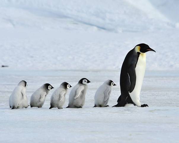 Ученые Пермского Политеха воссоздали универсальный механизм коллективного поведения для роботов и животных, изучив императорских пингвинов