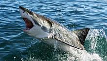 Учёные: количество нападений акул на людей сократится, если использовать электронные отпугиватели