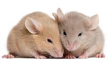 Как голодание мышей поможет снизить риск диабета?