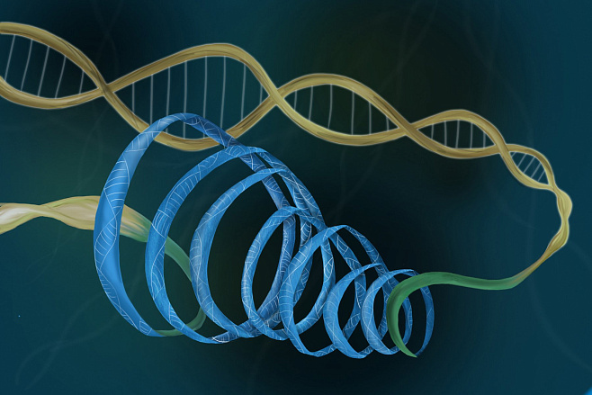 Создать эффективные искусственные мускулы поможет механизм сверхспирализации ДНК