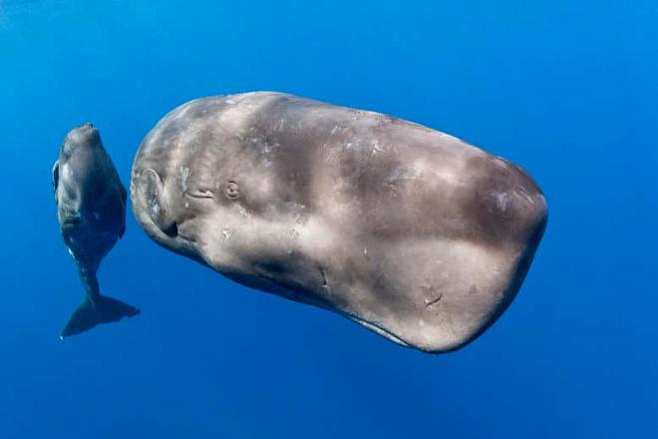 ДНК китов и дельфинов может раскрыть секрет их онкорезистентности  