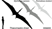 Найдены останки огромного птерозавра с размахом крыльев до семи метров