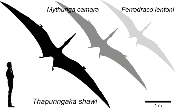Найдены останки огромного птерозавра с размахом крыльев до семи метров