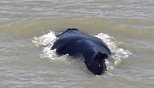 В Австралии пытаются спасти кита, заплывшего в кишащую крокодилами реку