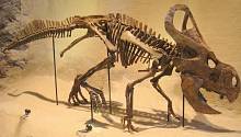 Воротники динозавров, вероятно, появились в результате полового отбора 