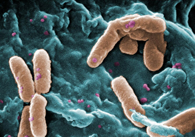 Правильное дозирование антибиотиков может сохранить микробное разнообразие легких 
