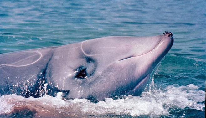 У берегов Мексики замечен новый вид клюворылых китов