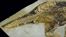 Ископаемые останки динозавра с сохранившимся половым отверстием подсказали, как могли спариваться гиганты прошлого 