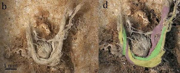 Ученые нашли нить, которая может принадлежать неандертальцам
