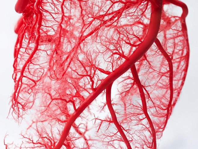 Ученые выращивают бесклеточные кровеносные сосуды