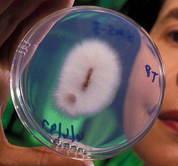 Патогенный штамм Fusarium oxysporum, вызывающий фузариозное увядание