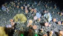 В Гренландском море обнаружен коралловый сад