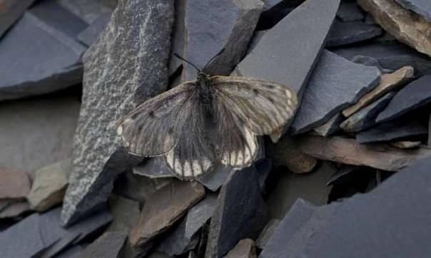 В Якутии обнаружен новый подвид редчайшего вида бабочек