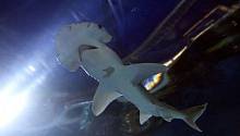 Электромагнитное поле Земли помогает акулам-лопатам мигрировать
