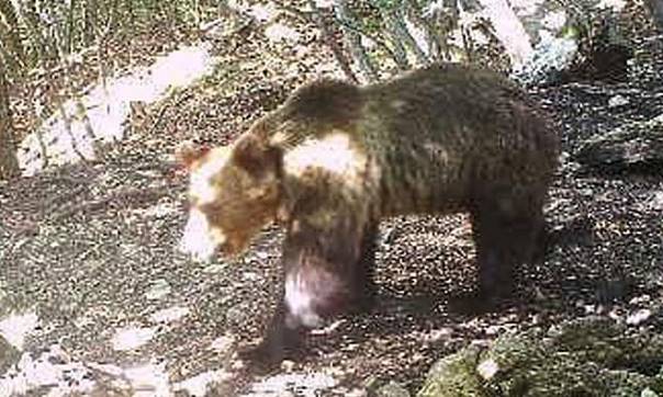 В Италии продолжаются жаркие споры о судьбе медведя по кличке Папильон   
