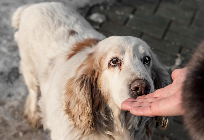Собаки чувствуют запах эпилептических припадков 