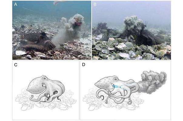 Самки осьминогов отпугивают самцов, бросаясь в них илом и камнями
