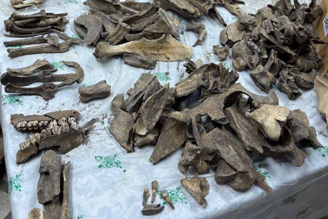 Как кости животных помогли раскрыть загадку средневекового Предуралья